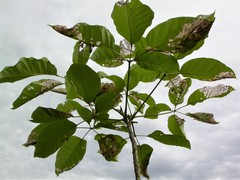 Eulepte gastralis