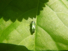Agrilus acutus