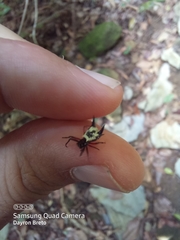 Micrathena cubana