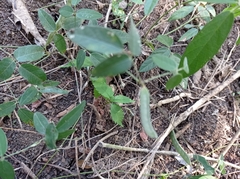 Teramnus labialis