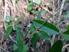 Teramnus labialis