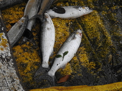 Mugil curema