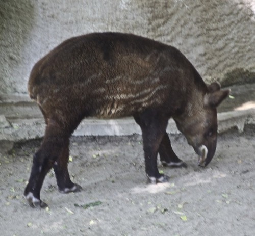 ヤマバク
