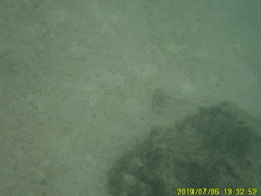 Haemulon scudderii