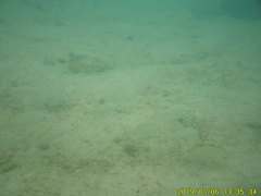 Haemulon scudderii
