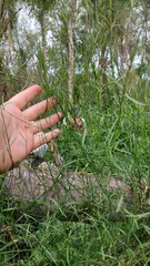Funastrum gracile