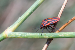 Graphosoma italicum italicum