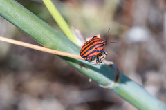 Graphosoma italicum italicum