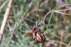 Argiope bruennichi