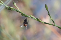 Diptera