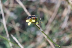 Syritta pipiens
