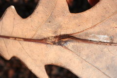 Andricus quercuspetiolicola