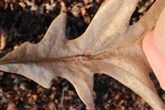 Andricus quercuspetiolicola