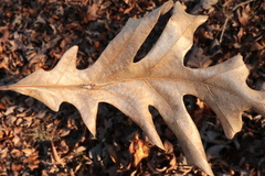 Andricus quercuspetiolicola