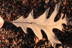 Andricus quercuspetiolicola