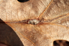 Andricus quercuspetiolicola