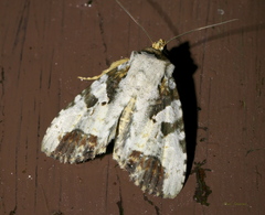 Condica hippia
