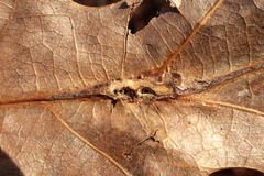 Andricus quercuspetiolicola