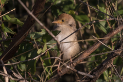 Cisticola chiniana