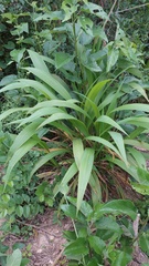 Setaria poiretiana