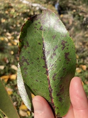 Ruptoseptoria unedonis