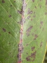 Ruptoseptoria unedonis