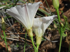 Calystegia longipes