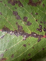 Ruptoseptoria unedonis