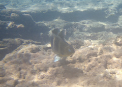 Abudefduf concolor