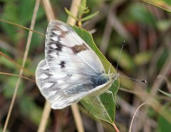 Pontia occidentalis