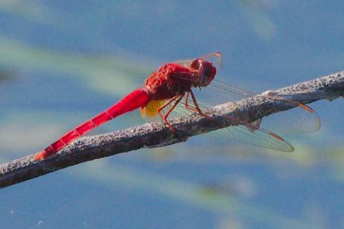 Scarlet Skimmer photo 4