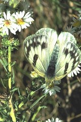 Pontia occidentalis