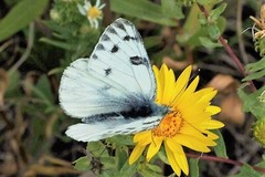 Pontia occidentalis