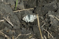 Pontia occidentalis