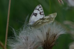 Pontia occidentalis