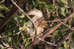 Cisticola chiniana