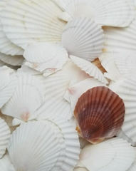 Patinopecten caurinus