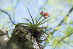 Tillandsia didisticha