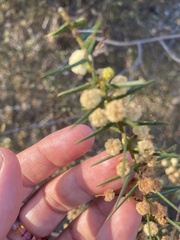 Acacia rupicola