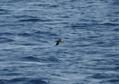 Puffinus subalaris