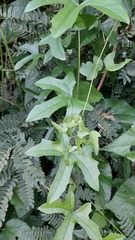 Cucurbitella asperata