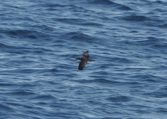 Puffinus subalaris