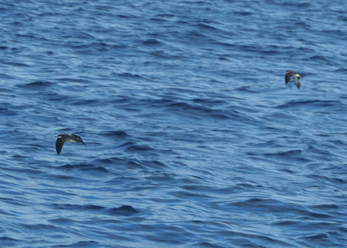 Galapagos Shearwater (Puffinus subalaris), photo 10