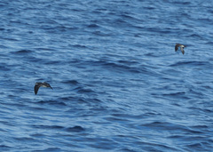 Puffinus subalaris