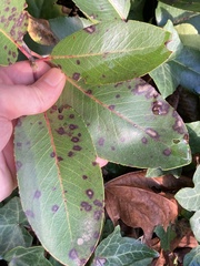 Ruptoseptoria unedonis