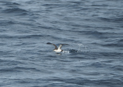 Puffinus subalaris