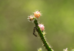 Pfeiffera ianthothele