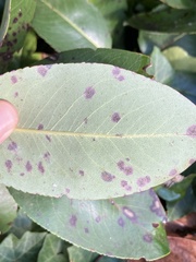 Ruptoseptoria unedonis