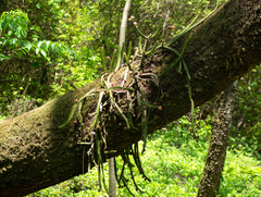 Pfeiffera ianthothele
