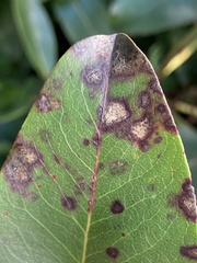 Ruptoseptoria unedonis